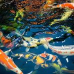 Koi Avatar - Đà Nẵng Today