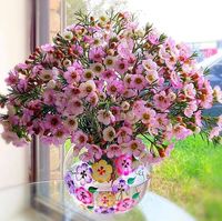 Phi Phượng Avatar - Đà Nẵng Today Phi Phượng Avatar - Đà Nẵng Today