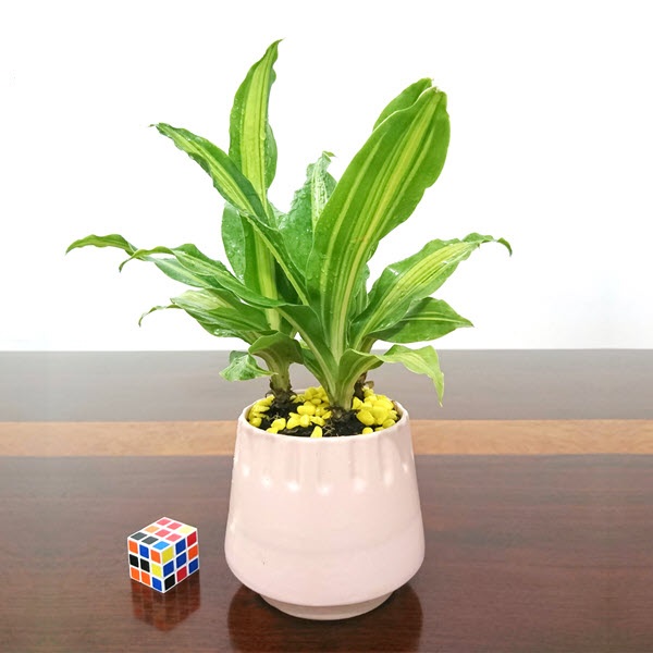 Giang Avatar - Đà Nẵng Today