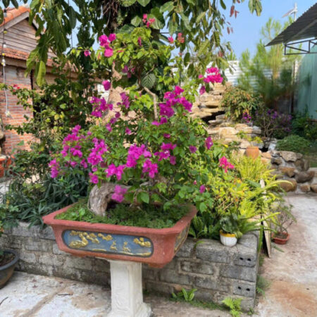 RẺ + GẤP GẤP – CHÍNH CHỦ CẦN BÁN GẤP 2 CĂN NHÀ TẠI BIỂN HỒ, PLEIKU,GIA LAI