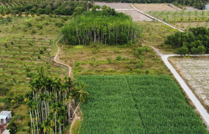 ĐẤT ĐẸP – GIÁ Tốt – Vị Trí Tại : Ấp Cây Đa – Xã Hiệp Thạnh – Huyện Gò Dầu – Tỉnh Tây Ninh