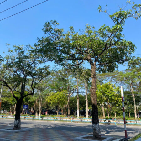 BÁN NHÀ MẶT PHỐ PHAN BÁ VÀNH, TƯƠNG LAI TÒA NHÀ VĂN PHÒNG, ĐẦU TƯ KINH DOANH ĐỈNH