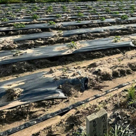 SỞ HỮU ĐẤT ĐẸP CHÍNH CHỦ – GIÁ Tốt – Vị Trí Tại : Đường số 2 – KHỞI HÀ – DƯƠNG MINH CHÂU – Tỉnh