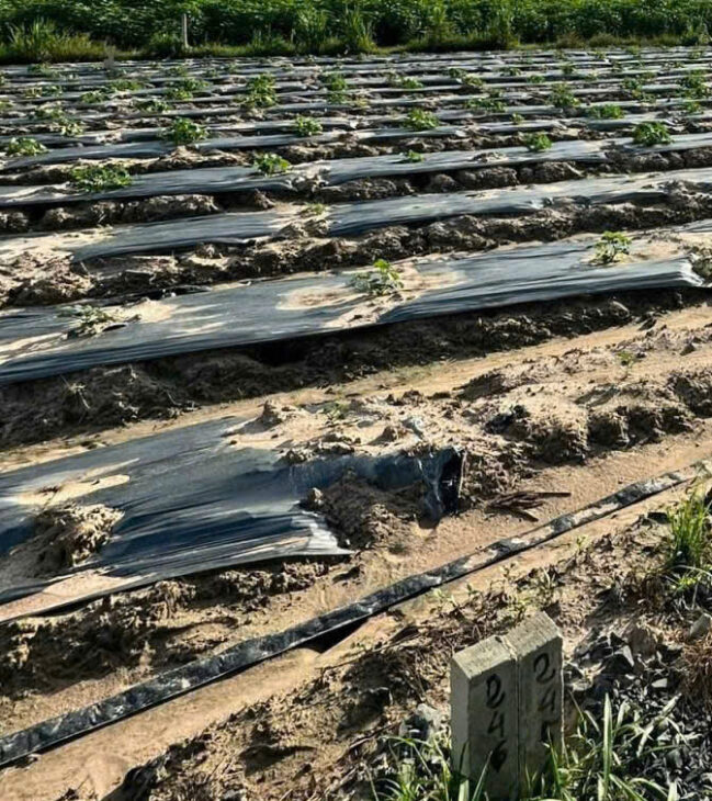 SỞ HỮU ĐẤT ĐẸP CHÍNH CHỦ – GIÁ Tốt – Vị Trí Tại : Đường số 2 – KHỞI HÀ – DƯƠNG MINH CHÂU – Tỉnh