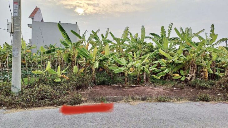 Đón sóng 2025! Bán đất đấu giá Ba Đông – Phan Sào Nam – Phù Cừ – Hưng Yên – 87.5m2 chỉ 1.58 tỷ