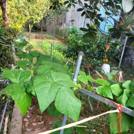 Bán đất Thụy Phương gần BV Phương Đông ĐH Mỏ 30m ra phố ô tô tránh, 52m chỉ 3.5 tỷ