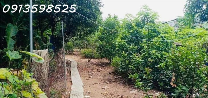 Cần chuyển chỗ ở, bán nhanh lô đất 1500m2, 280 tr, cây trái đầy đủ, 1 nhà cấp 4