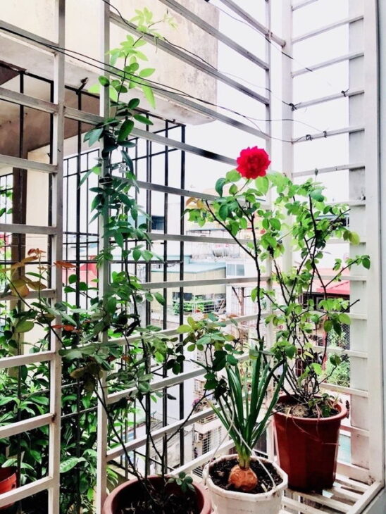 Bán Nhà Dân Xây Lô Góc Đào Tấn, Ba Đình, 5 Tầng, MT 6.6m, Tặng Nội Thất, 9 Tỷ