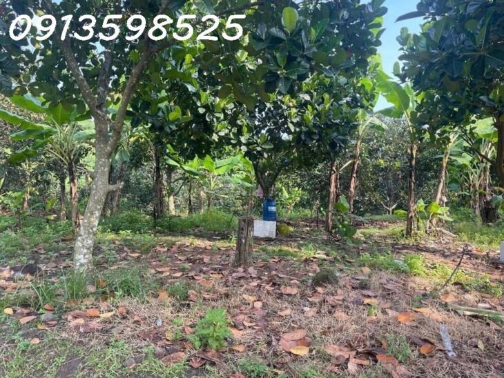 Vỡ nợ bán Nhà vườn 1900m2, 285 tr, cây trái đầy đủ, 1 nhà nhỏ