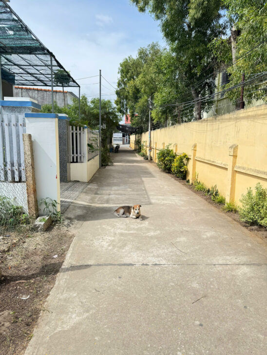 Chính Chủ Bán Đất Bên cạnh trường Trần Quý Cáp, phường Ninh Diêm, Ninh Hoà, Khánh Hoà.