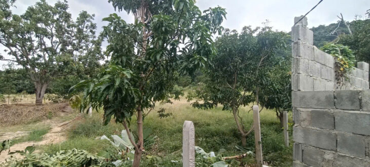 Đất Vườn Tại Lập Định Cam Hòa Cam Lâm