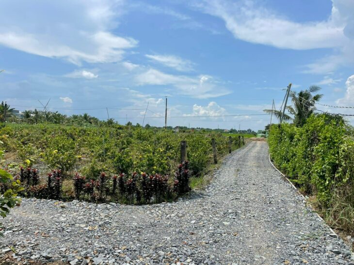 Cần Bán 3.390m2 đất lúa view kênh lớn tại ấp Bình Điện, xã Bình Tịnh, Tân Trụ – Tỉnh Long An.