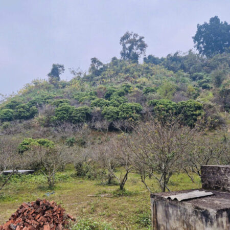 Đất đồi Mộc Châu phù hợp trồng vườn Mận, Đào cần bán, diện tích 24000m2 giá hơn 400k/1m2.