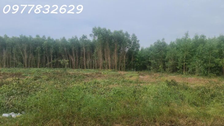 HÀNG NGỢP! 3.8 mẫu đất đường Cù Chính Lan – Tân Bình – TX LaGi chỉ 657 triệu/ sào