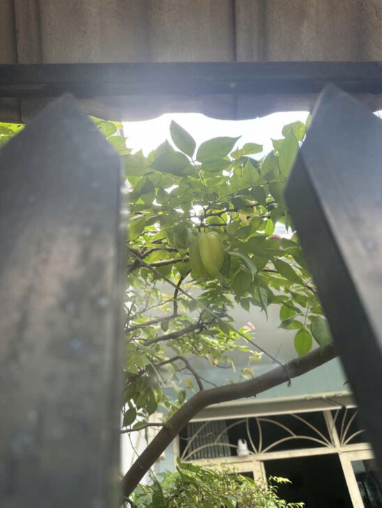 BÁN NHÀ SHR – HOÀN CÔNG, HUỲNH TẤN PHÁT, PHÚ THUẬN, QUẬN 7. 49m2