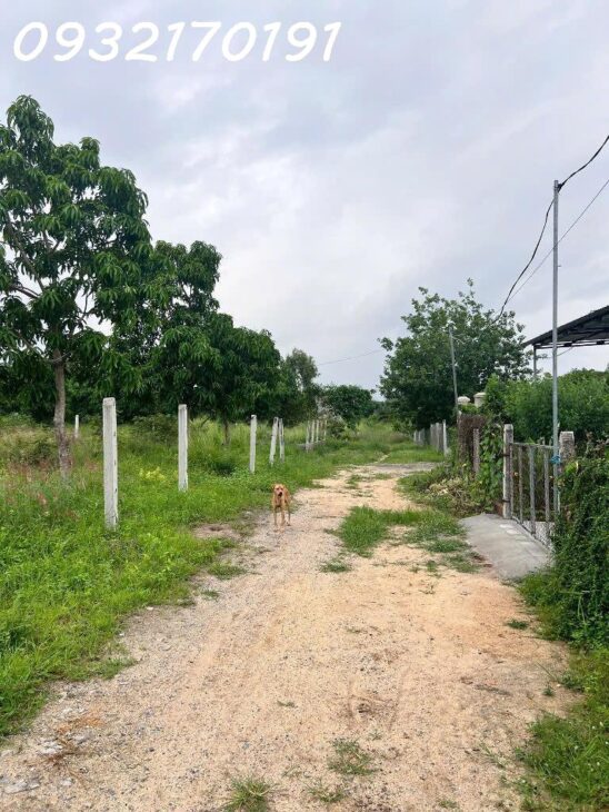 BÁN ĐẤT full THỔ CƯ- P.Cam Nghĩa – NGAY KHU DÂN CƯ- GIÁ ĐẦU TƯ