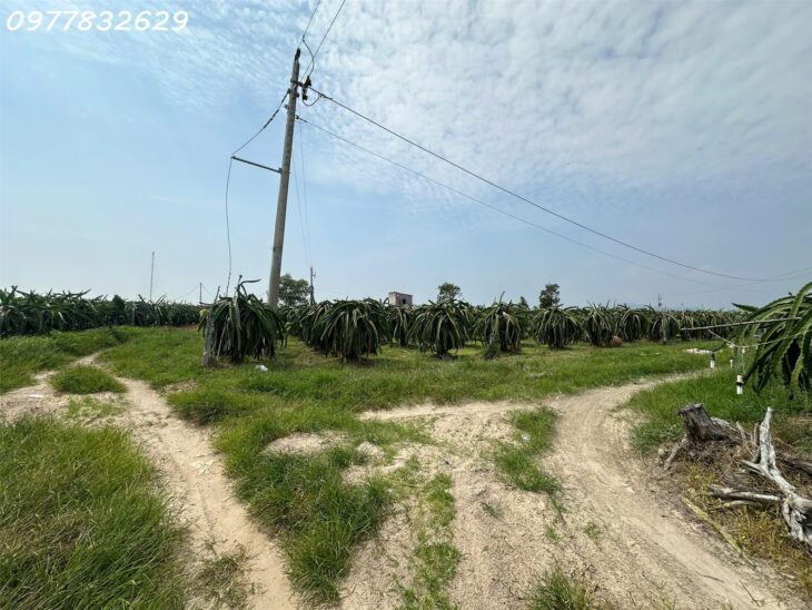 Bán gấp 145m x 84m đất ONT Lô 2 Lý Thái Tổ – Tân Tiến – TX LaGi gần Biển chỉ 1.5tr/m2