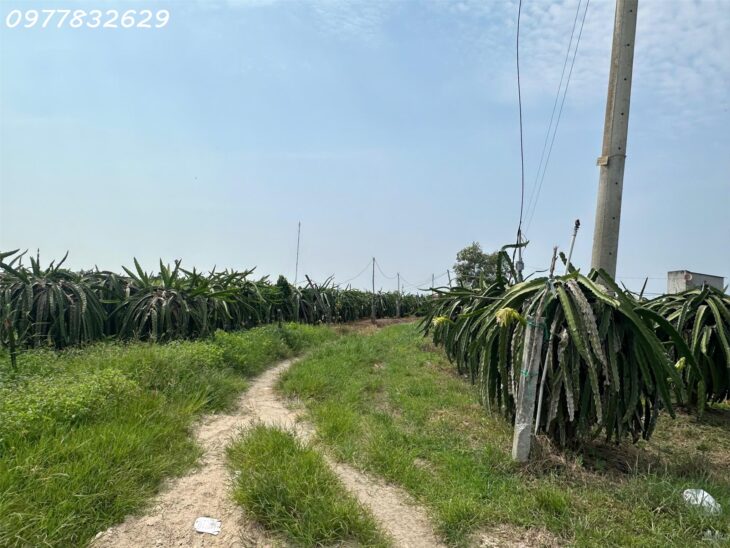 Bán gấp 145m x 84m đất ONT Lô 2 Lý Thái Tổ – Tân Tiến – TX LaGi gần Biển chỉ 1.5tr/m2