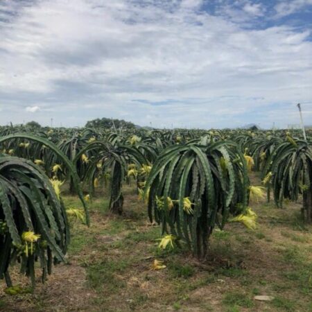 Bán 3 sào đất Tân Hải – TX LaGi giá ngộp chỉ 1.8 tỷ