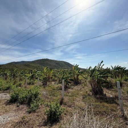 Chính Chủ Cần Bán Đất Nông Nghiệp Trồng Cây Ăn Quả Lâu Năm Tại Ninh Sơn, Ninh Thuận. Chính Chủ Cần Bán Đất Nông Nghiệp Trồng Cây Ăn Quả Lâu Năm Tại Ninh Sơn, Ninh Thuận.