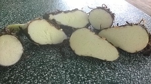Bán giống khoai môn sáp ruột vàng. Liên hệ: 0937392133 Ms.Hằng Bán giống khoai môn sáp ruột vàng. Liên hệ: 0937392133 Ms.Hằng