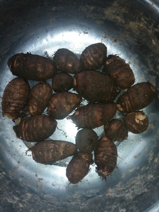 Bán giống khoai sọ số lượng lớn. Liên hệ: 0937392133 Ms.Hằng