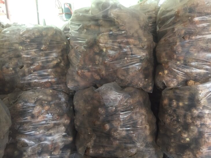 Cung cấp gừng giống cao sản số lượng lớn 0937392133 Ms.Hằng