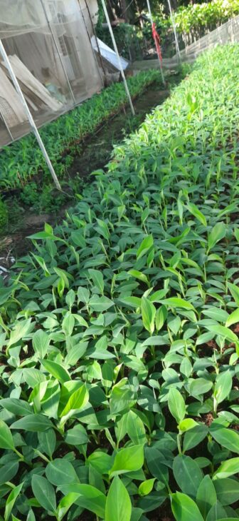 Bán Giống chuối xiêm, chuối sáp và già Nam Mỹ cấy mô 0937392133 Ms.Hằng Bán Giống chuối xiêm, chuối sáp và già Nam Mỹ cấy mô 0937392133 Ms.Hằng
