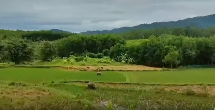 BÁN LÔ ĐẤT VIEW ĐỒI NÚI TUYỆT ĐẸP – GẦN KHU DU LỊCH ĐẬP TRÀN, PHÚ LỘC, TP HUẾ BÁN LÔ ĐẤT VIEW ĐỒI NÚI TUYỆT ĐẸP – GẦN KHU DU LỊCH ĐẬP TRÀN, PHÚ LỘC, TP HUẾ