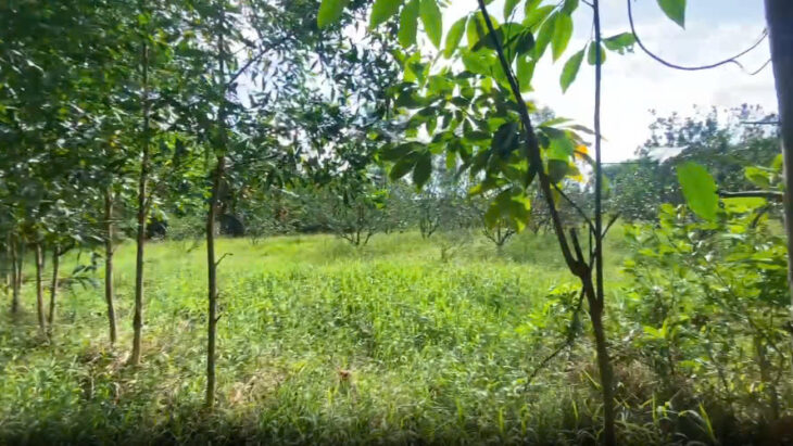 BÁN LÔ ĐẤT GẦN 5000M² – ĐẤT TRỒNG CÂY LÂU NĂM – CÓ SẴN CÂY TRÀM 3 NĂM TUỔI BÁN LÔ ĐẤT GẦN 5000M² – ĐẤT TRỒNG CÂY LÂU NĂM – CÓ SẴN CÂY TRÀM 3 NĂM TUỔI