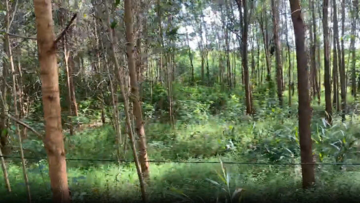 BÁN LÔ ĐẤT GẦN 5000M² – ĐẤT TRỒNG CÂY LÂU NĂM – CÓ SẴN CÂY TRÀM 3 NĂM TUỔI