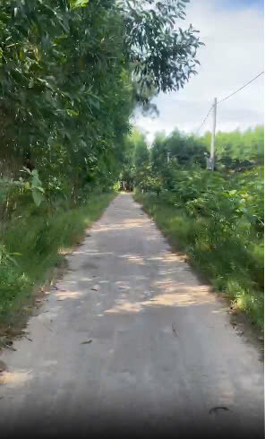 BÁN LÔ ĐẤT GẦN 5000M² – ĐẤT TRỒNG CÂY LÂU NĂM – CÓ SẴN CÂY TRÀM 3 NĂM TUỔI