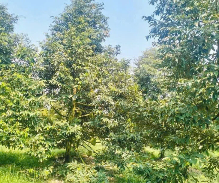 HÓT! HÓT! HÓT ! ĐẤT ĐẸP – GIÁ YÊU THƯƠNG – Vị Trí Tại : Hiệp Đức – Cai Lậy – Tiền Giang
