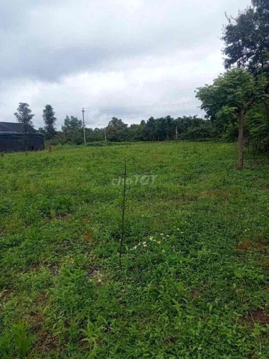Cần Bán Đất Rẫy 50000m2 Tại Buôn Đôn – Đắk LắK