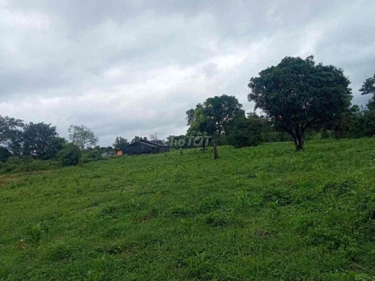 Cần Bán Đất Rẫy 50000m2 Tại Buôn Đôn – Đắk LắK