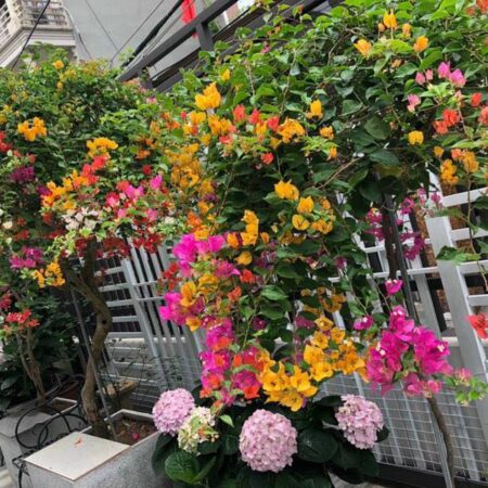 BÁN BIỆT THỰ SÂN VƯỜN LÔ GÓC – KHÔNG GIAN ĐẲNG CẤP TẠI THẠCH BÀN, LONG BIÊN • Địa chỉ: Thạch Bàn,