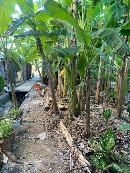 ĐẤT ĐẸP – GIÁ TỐT – Vị Trí Đắc Địa Tại Xóm Xuân Tiến, Xã Nghi Thạch, Huyện Nghi Lộc, Tỉnh Nghệ An