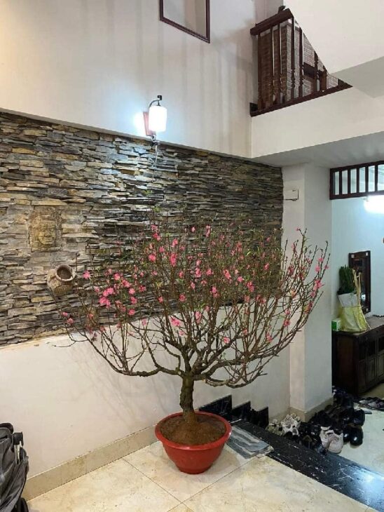 CẦN BÁN GẤP NHÀ MẠC THỊ BƯỞI – HAI BÀ TRƯNG – Ô TÔ ĐỖ CỬA, Ở SƯỚNG – THOÁNG TRƯỚC SAU.