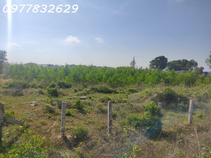 Đất Mặt Tiền Nguyễn Minh Châu, Lagi: 3500m², 300m² Thổ Cư, Giá 290 Triệu/m Ngang