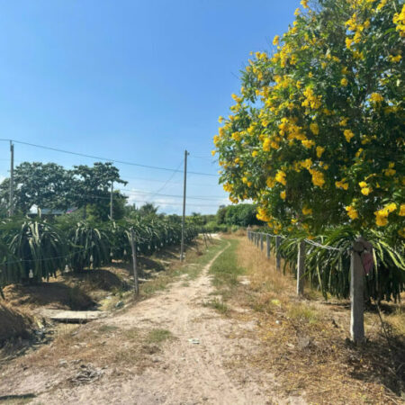 Bán gấp 8.2 sào đất ONT Tân Tiến – TX LaGi giảm mạnh còn 290tr/m sào sổ riêng, gần Biển