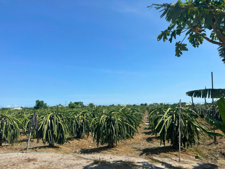 Bán gấp 8.2 sào đất ONT Tân Tiến – TX LaGi giảm mạnh còn 290tr/m sào sổ riêng, gần Biển