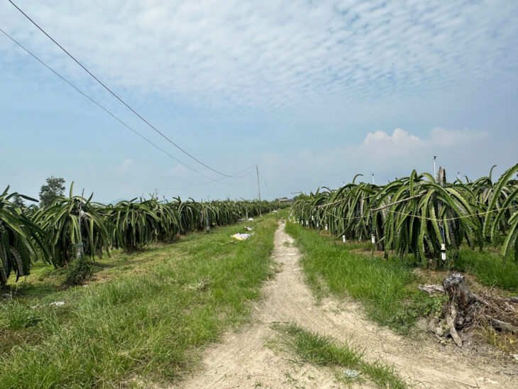 Bán 1000m2 đất ONT Tân Tiên – TX LaGi gần Biển Tam Tân gái rẻ 1.2 tỷ