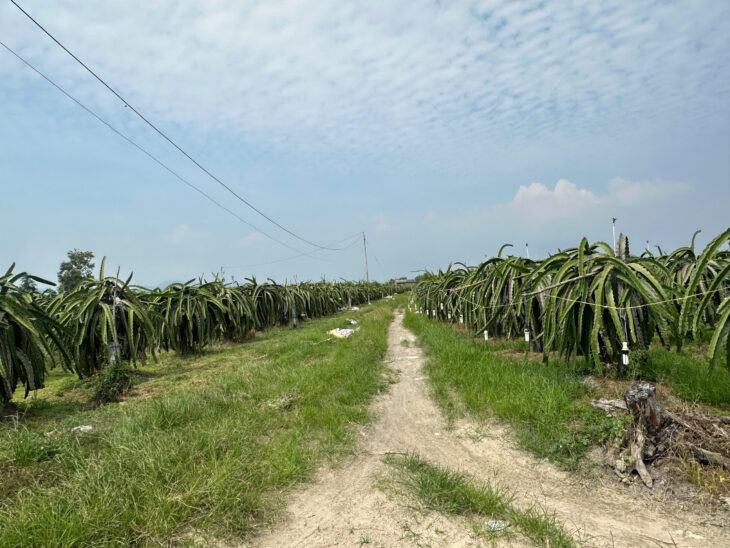 Bán 1000m2 đất ONT Tân Tiên – TX LaGi gần Biển Tam Tân gái rẻ 1.2 tỷ