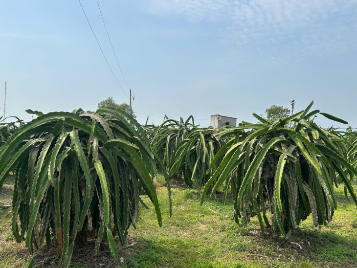 Bán 1000m2 đất ONT Tân Tiên – TX LaGi gần Biển Tam Tân gái rẻ 1.2 tỷ