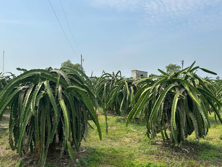 Bán 1000m2 đất ONT Tân Tiên – TX LaGi gần Biển Tam Tân gái rẻ 1.2 tỷ