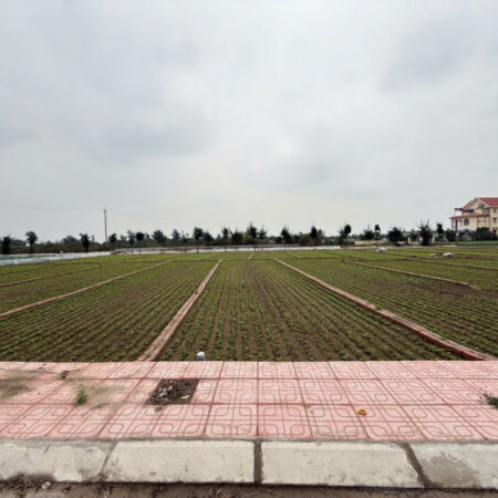 Chỉ từ 8 triệu/m2 bán đất trung tâm thị trấn Quất lâm giao thủy gần quảng trường biển