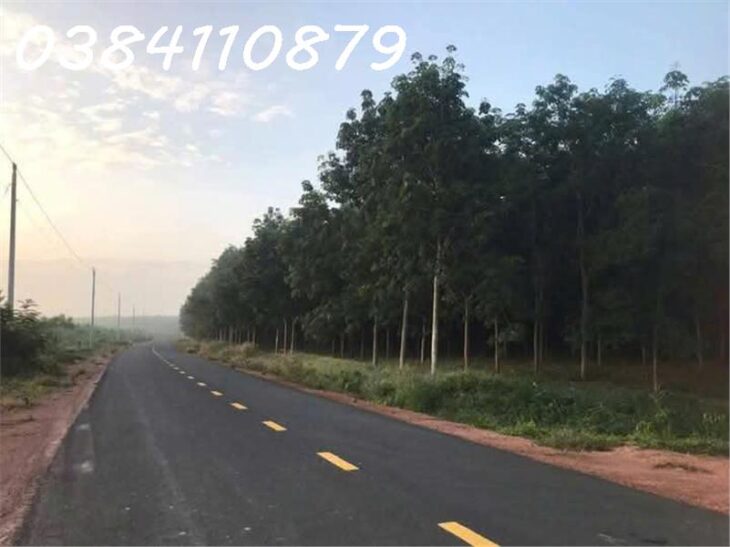 GẦN 3HA ĐIỀU BÙ ĐĂNG, BÌNH PHƯỚC GIÁ 800TR