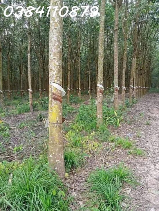 GẦN 3HA ĐIỀU BÙ ĐĂNG, BÌNH PHƯỚC GIÁ 800TR
