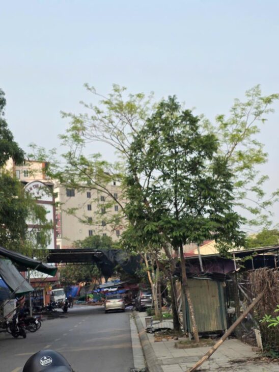 Đất Phân Lô Đồng Bèo Từ Sơn Bắc Ninh: Tiềm Năng Phát Triển Cao, Giá Cả Hợp Lý