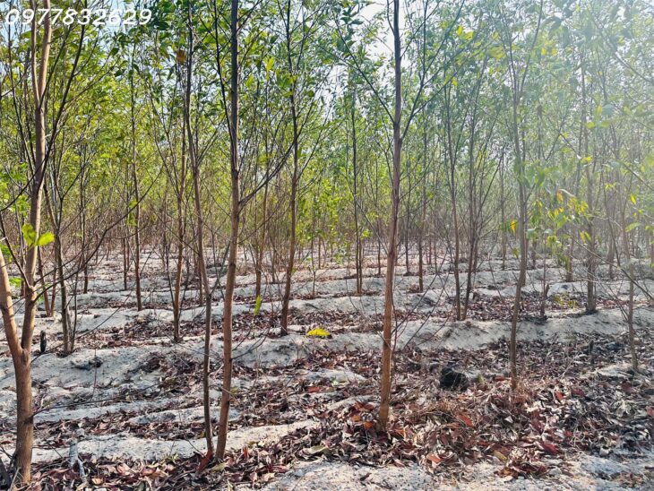Bán đất 1000m2 Tân Bình – TX LaGi giá chỉ 600 triệu sổ riêng